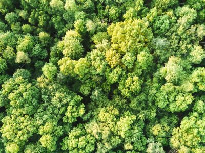 RelCare Aerial Deciduous Forest